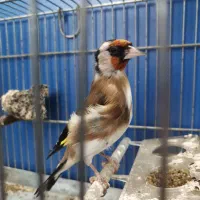 سهره درجه یک|پرنده|دزفول, |دیوار