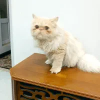 پرشین دختر