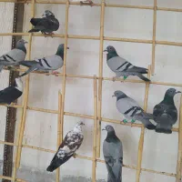 30دونه کفتر بازی|پرنده|هامون, |دیوار