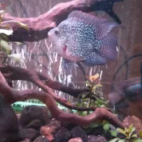 ماهی فلاور|ماهی|تهران, یاخجی آباد|دیوار