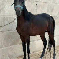 اسب عرب مصری
