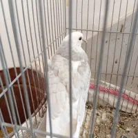 دوکت|پرنده|پیر بکران, |دیوار