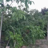 باغچه چهاردیواری ۵۰۰ متری کوشک زر جزو اراضی آردهه|فروش زمین و ملک کلنگی|هشتگرد, کوشک زر|دیوار