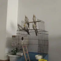 عروس هلندی مولد ۵ عدد|پرنده|رباط‌کریم, رباط‌کریم|دیوار