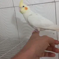 یه جفت عروس هلندی لوتنیو