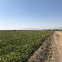 49-جریب-زمین-بران-شمالی