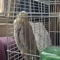 عروس هلندی ماده