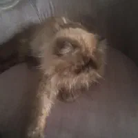 واگزاری|گربه|شاهین‌شهر, حافظ جنوبی|دیوار