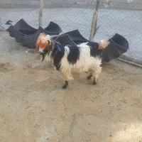 سه ‌بیگ‌نر  تخمی اصلی|حیوانات مزرعه|ایذه, |دیوار