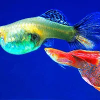 گالری آکواریوم مومنی ماهی گوپی بیگ ایر و...