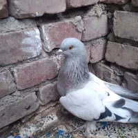 ۲ جفت  کبوتر