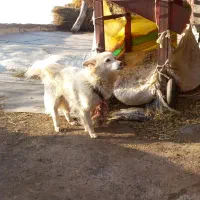 پاکوتاه سرابی اصیل ماده|سگ|سراب, |دیوار