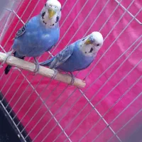 مرغ عشق