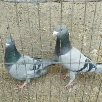 کفتر|پرنده|بافق, |دیوار