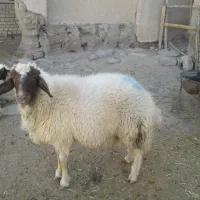 بره قوچ