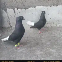 کفتر دم سفید