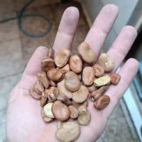 باقالی طارم محلی