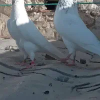 یجفت نرماده دهنجور قهوه خونه فروشی