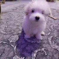 توله سایز ریز