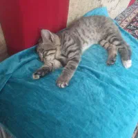 بچه گربه
