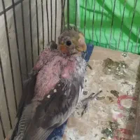 عروس هلندی سرلاکی