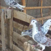 ساده هفت رنگ|پرنده|مشهد, ده دی|دیوار