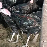 بوقلمون نر و ماده