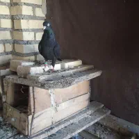 کفتر برا فروش