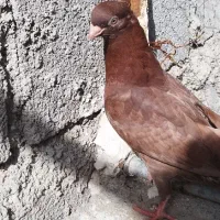 صرب اتریشی|پرنده|شنبه و طسوج, |دیوار