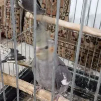 یک جفت عروس هلندی دو ماه|پرنده|دشتابی, |دیوار