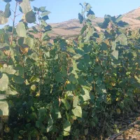 نهال صنوبر ترک و تبریزی یکساله و دوساله|خدمات باغبانی و درختکاری|مینودشت, |دیوار