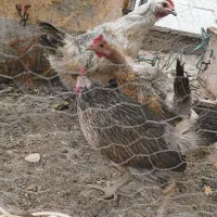 فروش تعدادی مرغ تخم گذار گوشت لذیذ و خروس