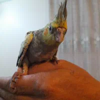 عروس هلندی.  طوطی برزیلی|پرنده|تهران, تهرانپارس شرقی|دیوار