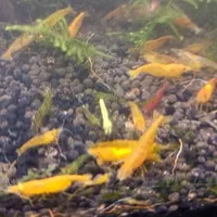 میگو و گیاه آکواریوم شریمپ گیاه کریپتون گندمی|ماهی|شیراز, شهرک جماران|دیوار