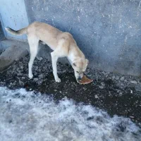 سگ برای گله