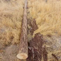 خریدارچوب ودرخت|خدمات باغبانی و درختکاری|شیراز, بریجستون|دیوار