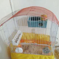 طوطی برزیلی
