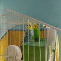 مرغ عشق|پرنده|شیراز, درکی|دیوار