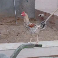 فروش خروس دورگ لاری