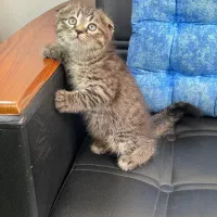 بچه گربه اسکاتیش چین چیلا