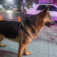 *ژرمن شپرد اصیل*