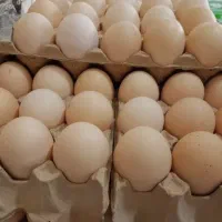 فروش تخم مرغ محلی