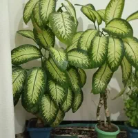 گل دیفن زیبا