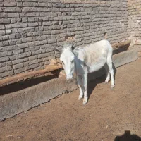 مچخر8600000 میلیون