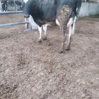 نوبر شیری|حیوانات مزرعه|مرودشت, کناره|دیوار