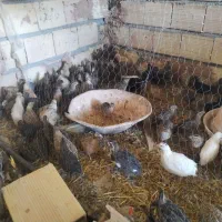 بلدرچین|حیوانات مزرعه|باشتین, |دیوار