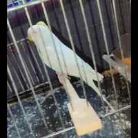 مرغ عشق ماده