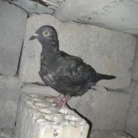 کفترها خوبن