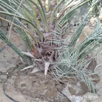 پاجوش نخل گنتار