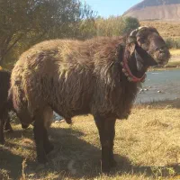 قوچ  میش   بز   بره   سگ|حیوانات مزرعه|چنارود, |دیوار